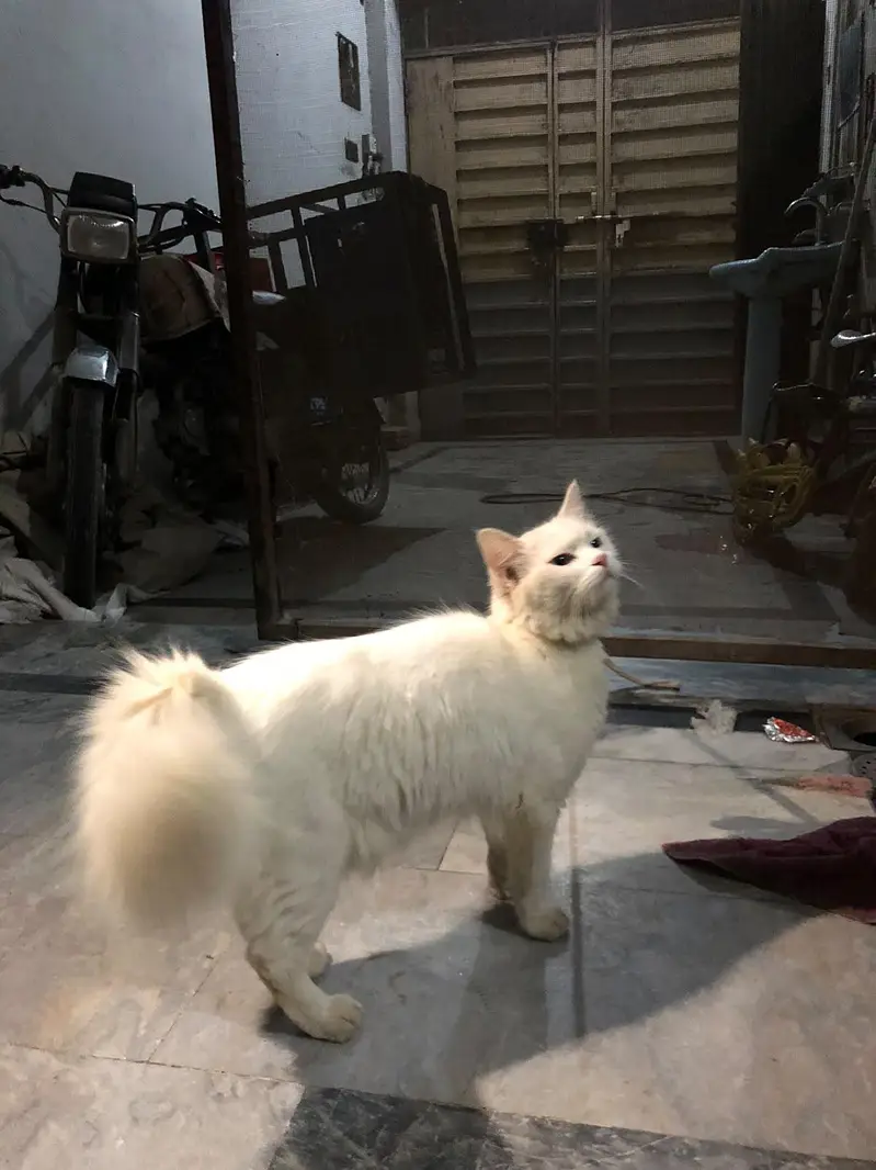 ya white Russian Cat ha female — photo 2