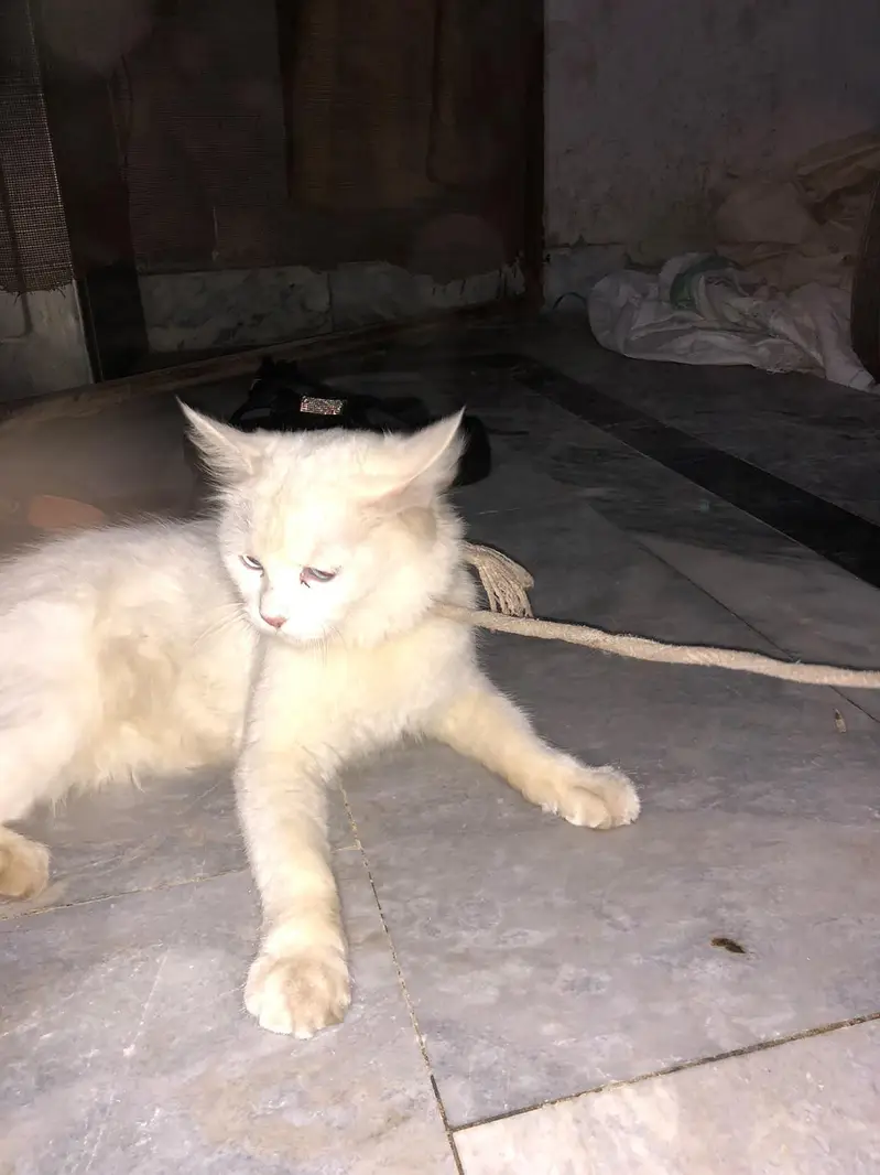 ya white Russian Cat ha female — photo 3
