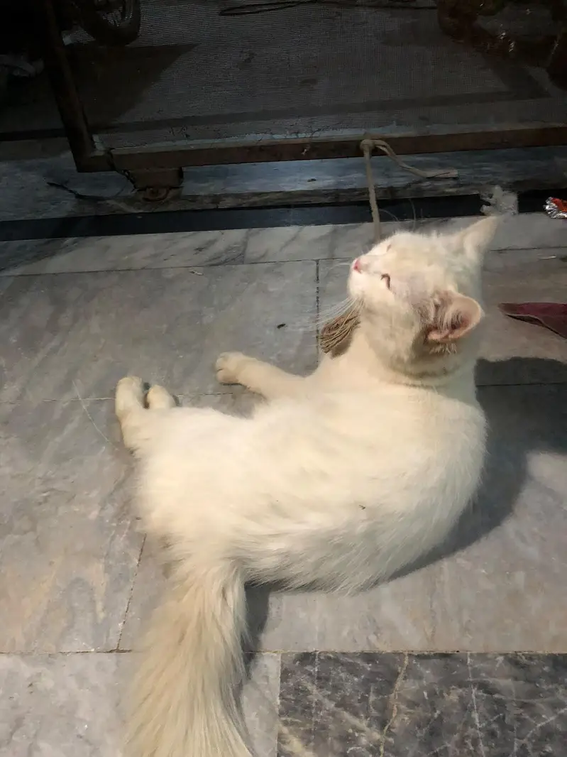 ya white Russian Cat ha female — photo 4