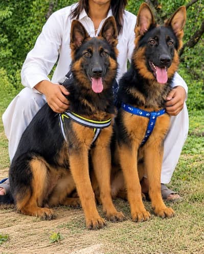 German Shepherd long coat Pair