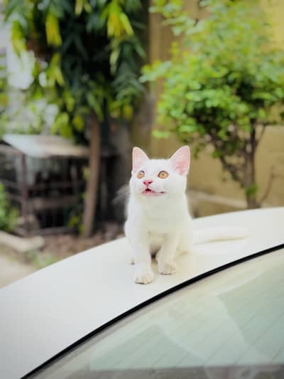 Russian kitten