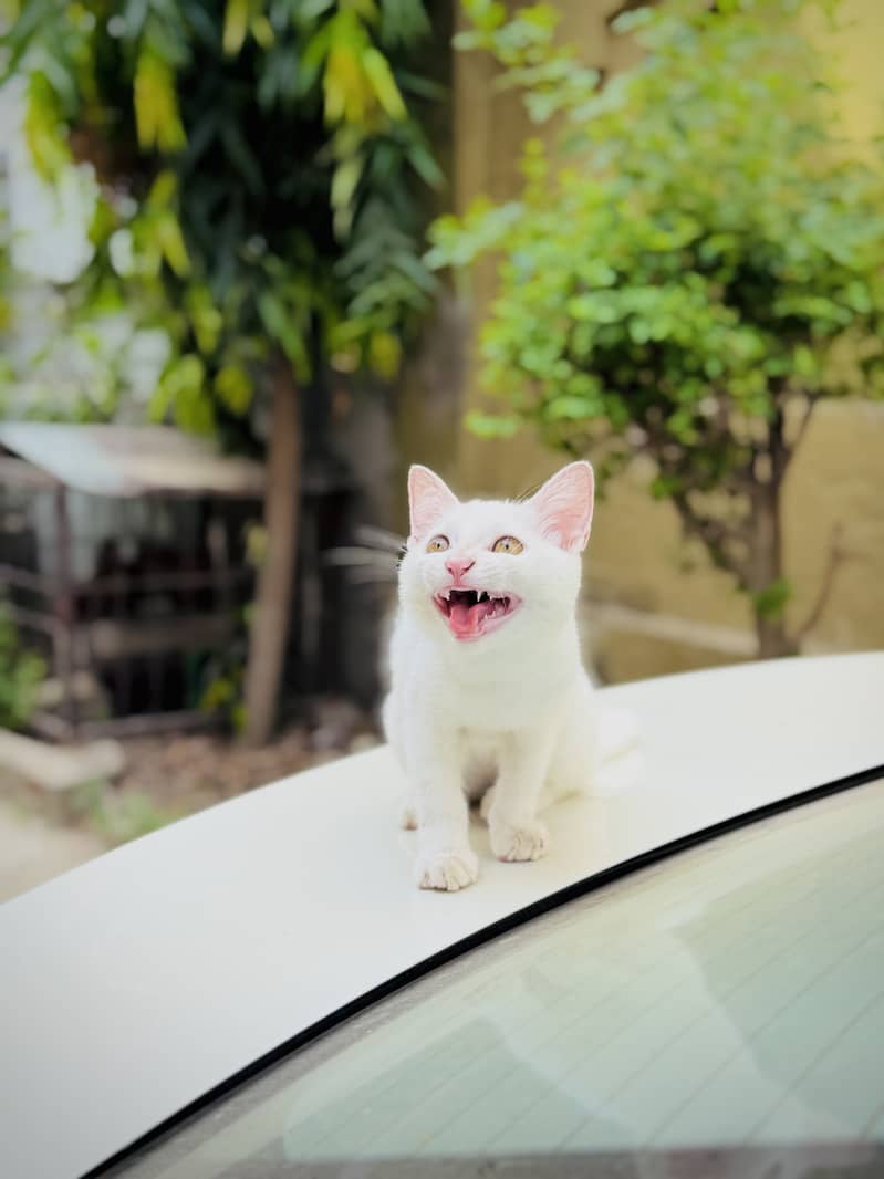 Russian kitten 2