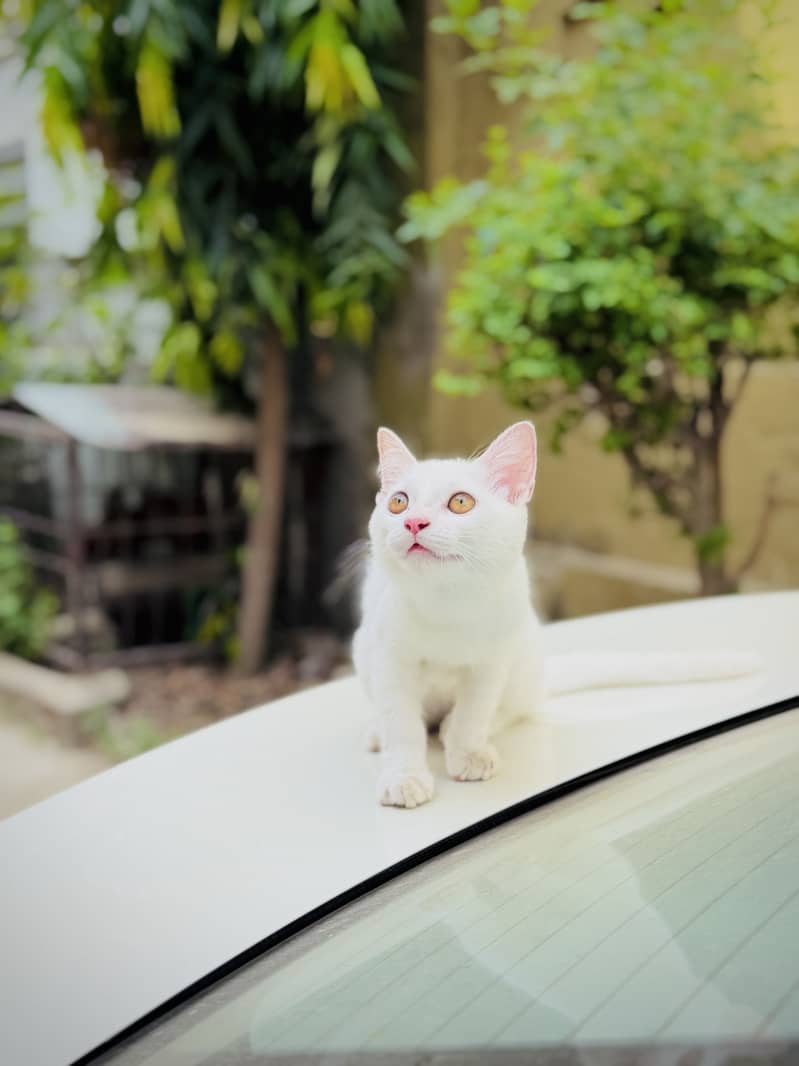 Russian kitten 3