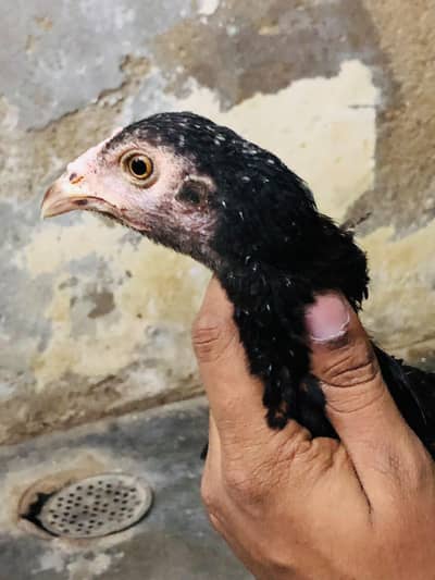 Aseel Chicks