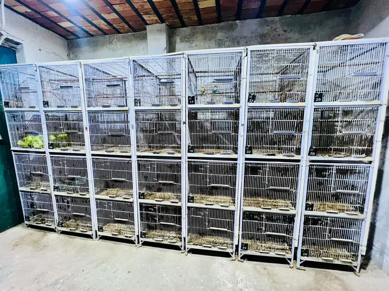 Lovebirds with Complete Breeding Cage Setup for Sale in Lahore — photo 9