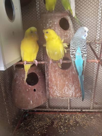 argnt sale home breadar pair hai 0347/41/60/562