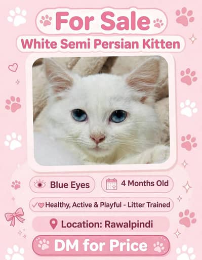 Persian white cat (semi)