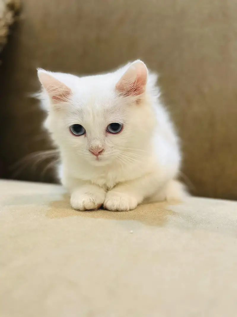 Persian white cat (semi) — photo 2