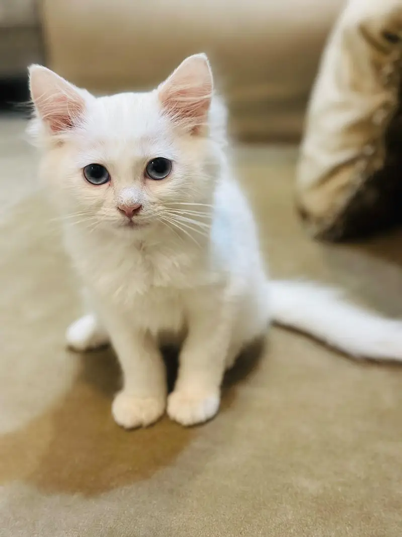 Persian white cat (semi) — photo 3