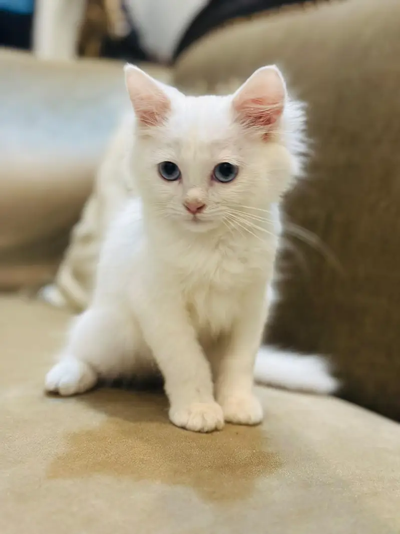 Persian white cat (semi) — photo 4