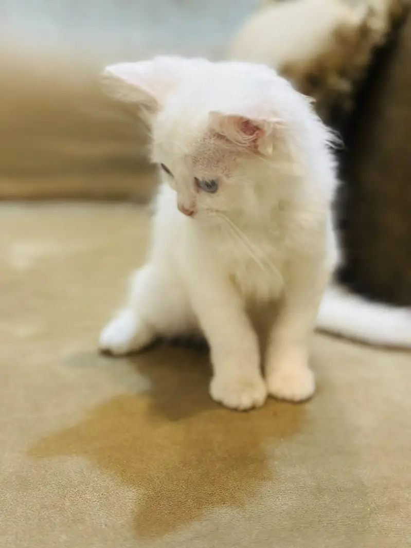 Persian white cat (semi) — photo 5