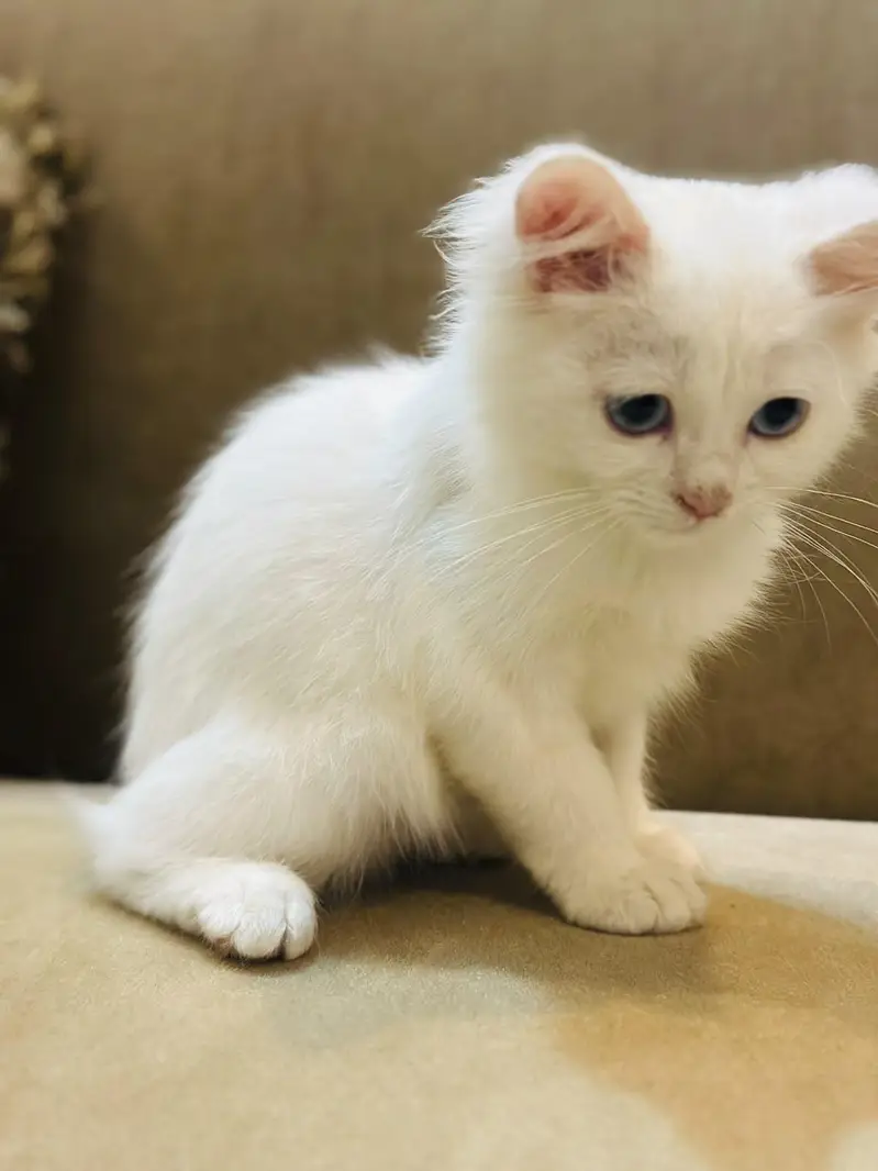 Persian white cat (semi) — photo 6