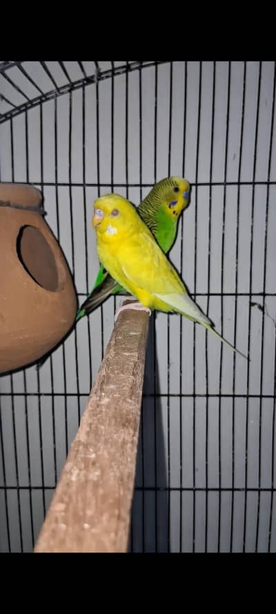 Split TCB x Lutino Female