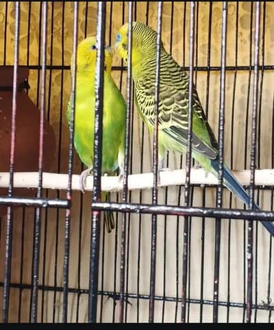 Australia 2pair for sale. . .