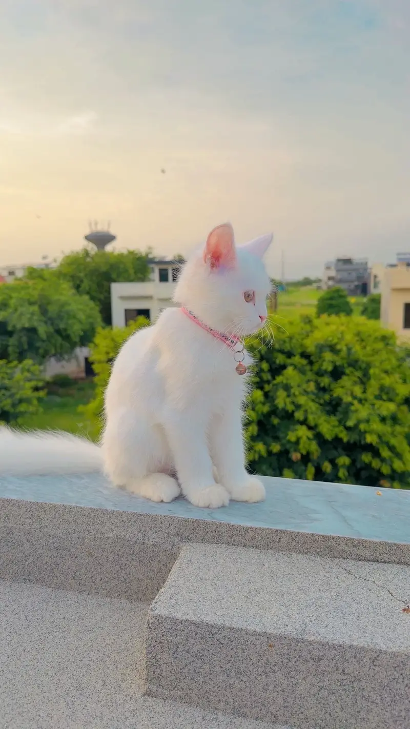 Persian Cat fully Vaccinated — photo 2