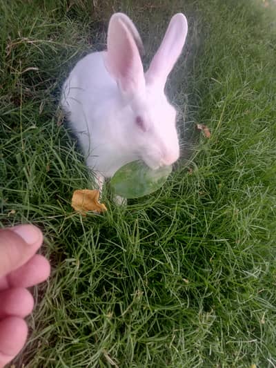 Male rabbit for sale