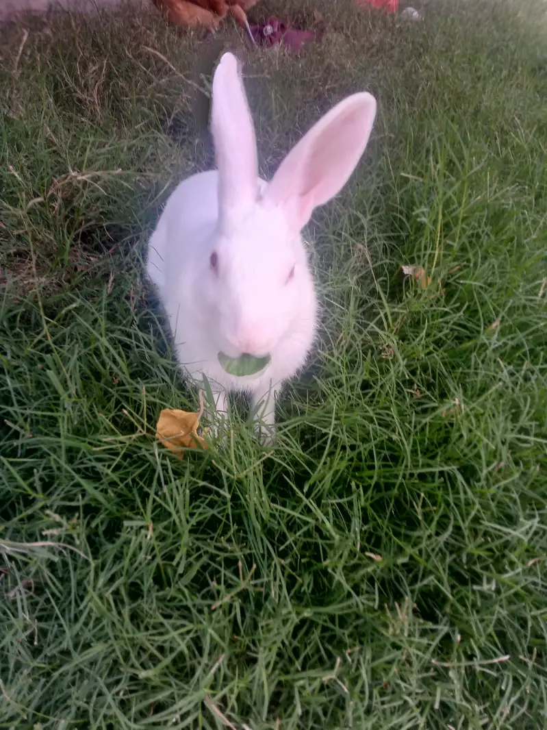 Male rabbit for sale — photo 2