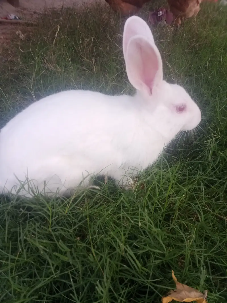 Male rabbit for sale — photo 3