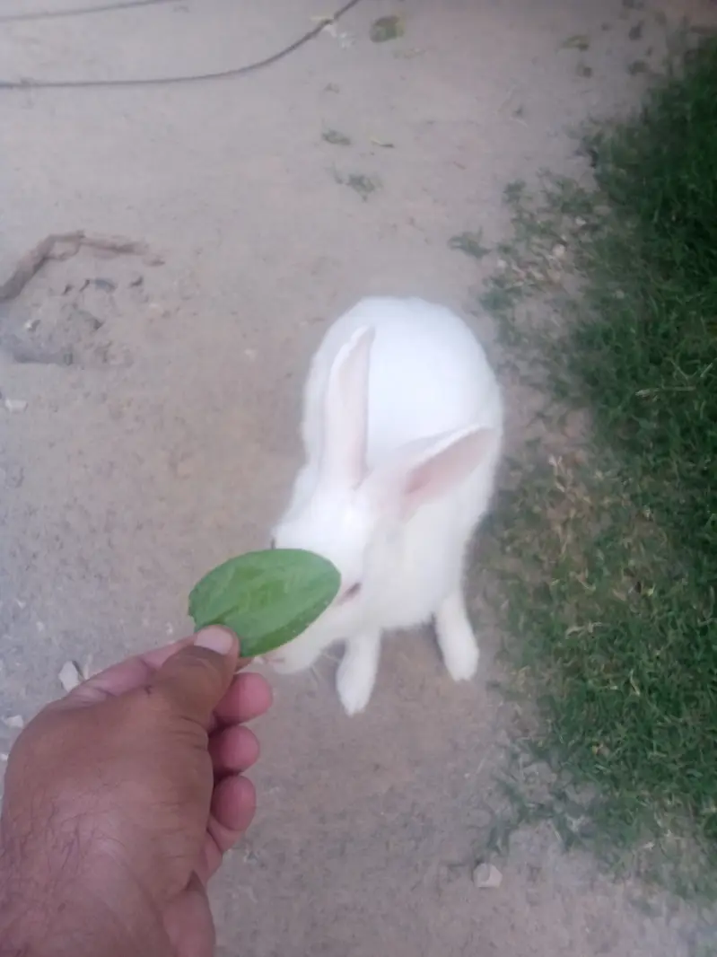 Male rabbit for sale — photo 4