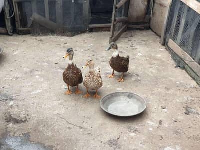 Ducks