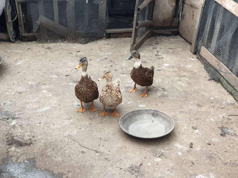 Ducks 0