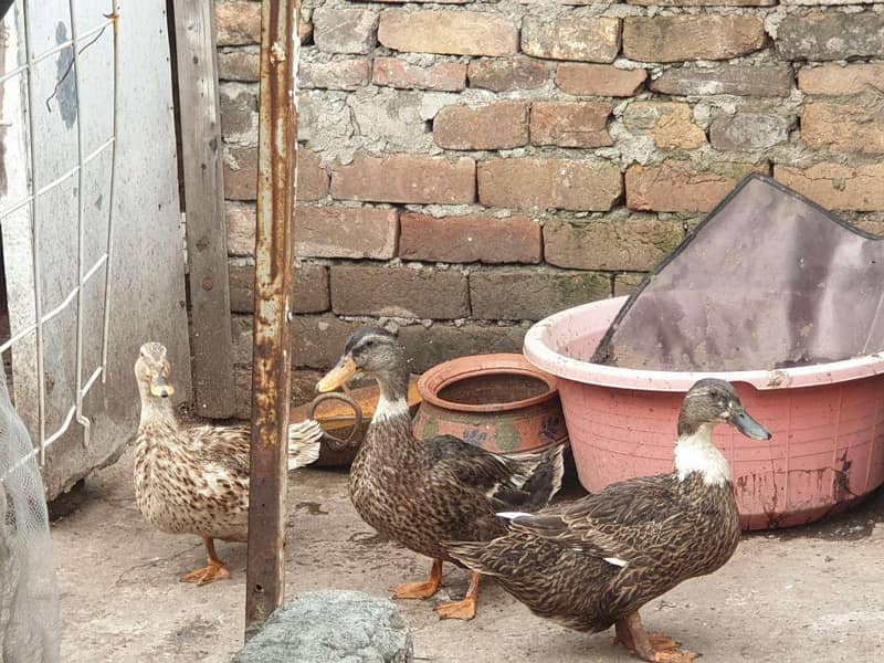Ducks 1