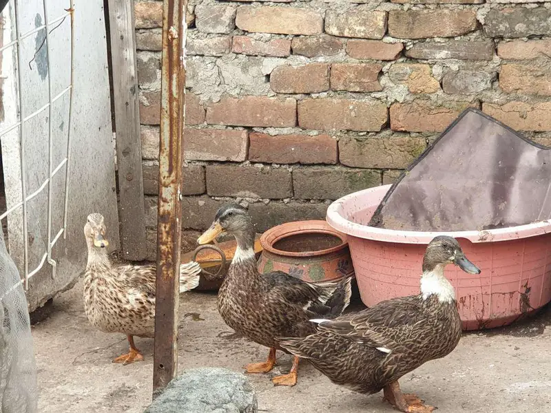 Ducks — photo 2