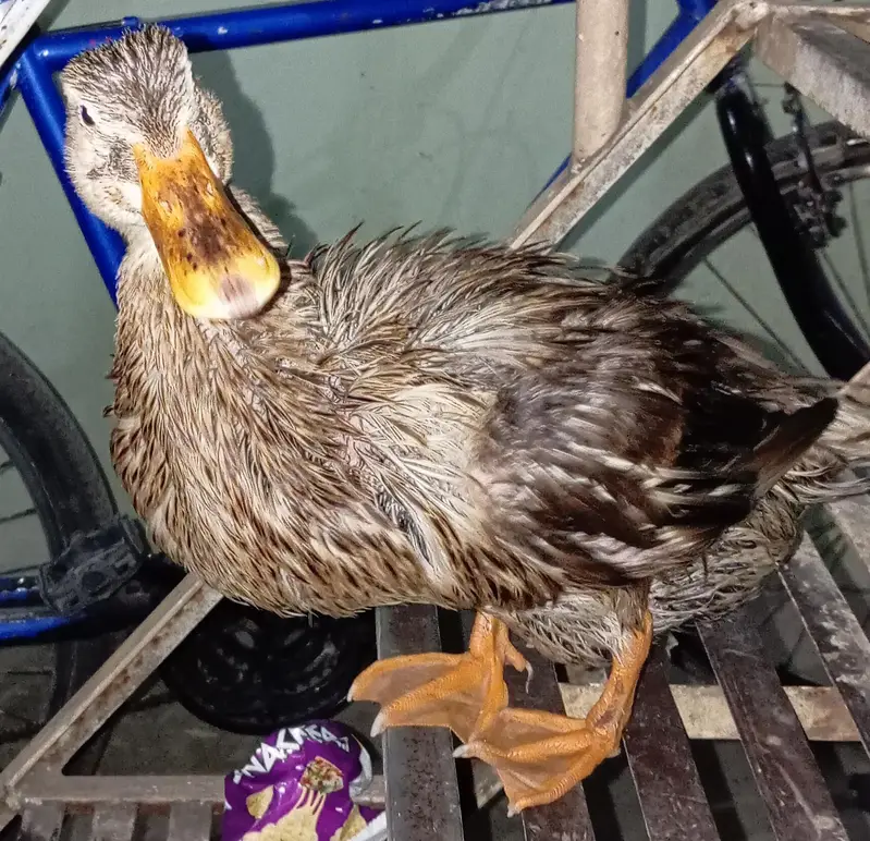 Ducks — photo 3