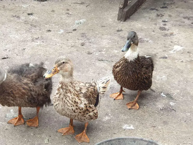 Ducks — photo 4