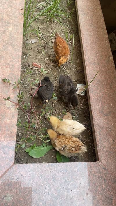 Desi chicks healthy