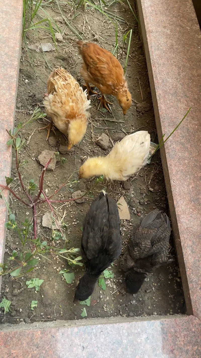 Desi chicks healthy — photo 2