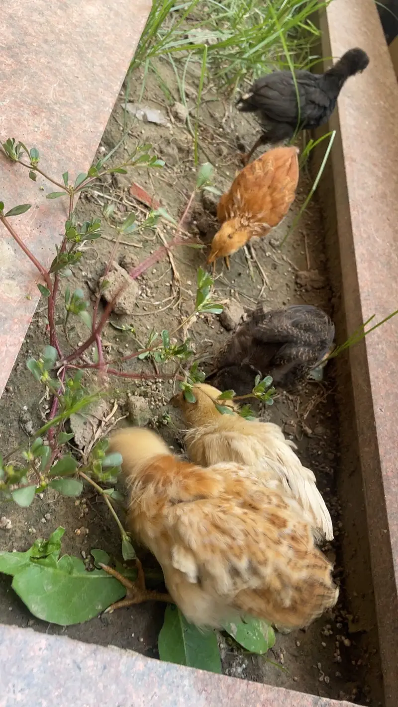 Desi chicks healthy — photo 3