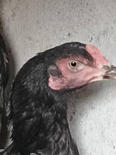 Black mushki Best quality