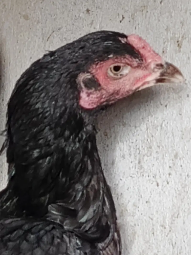 Black mushki Best quality — photo 3