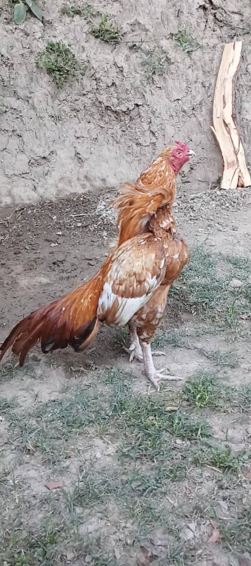 high quality Amroha 1