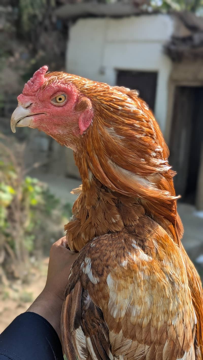 high quality Amroha 2