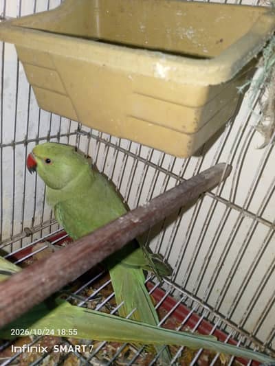 green Ring neck femal active n healthy bolne ki koshish krti h kbhi