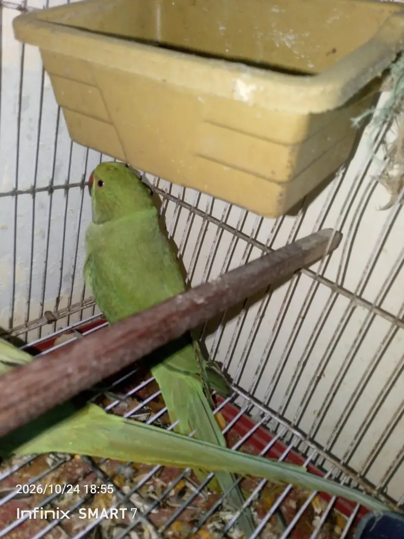 green Ring neck femal active n healthy bolne ki koshish krti h kbhi — photo 2