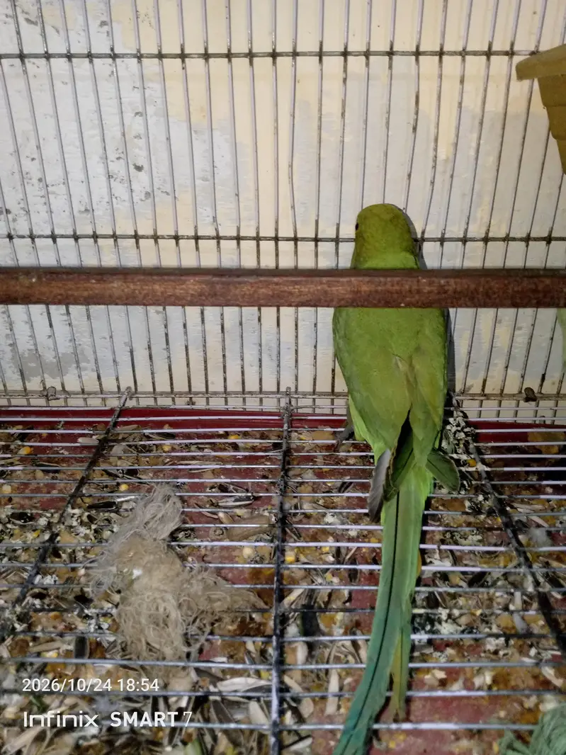 green Ring neck femal active n healthy bolne ki koshish krti h kbhi — photo 3