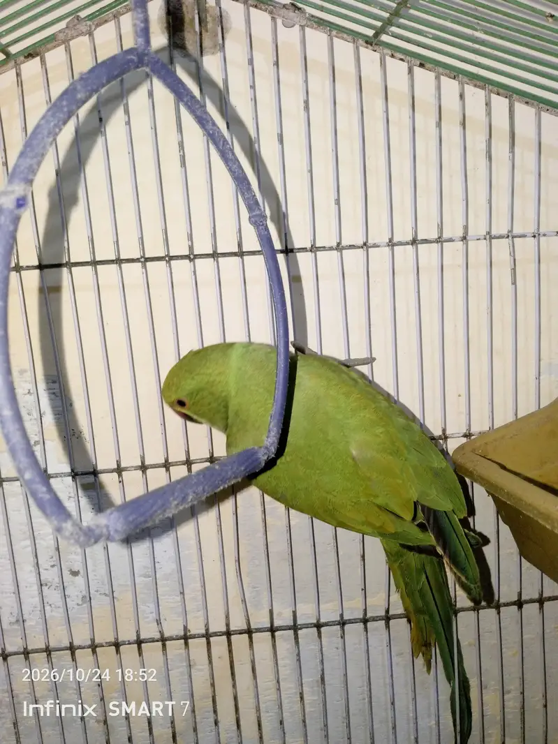 green Ring neck femal active n healthy bolne ki koshish krti h kbhi — photo 4