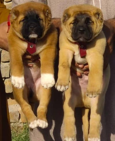 king kurdish kangal security dog pair 2 month for sale