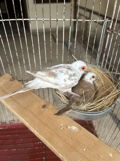 Breeder pair