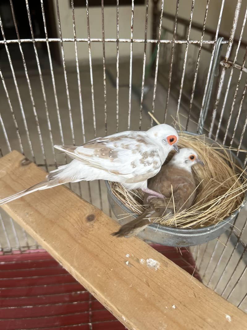 Breeder pair 0