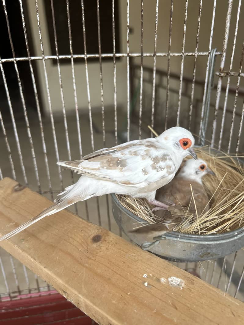 Breeder pair 1
