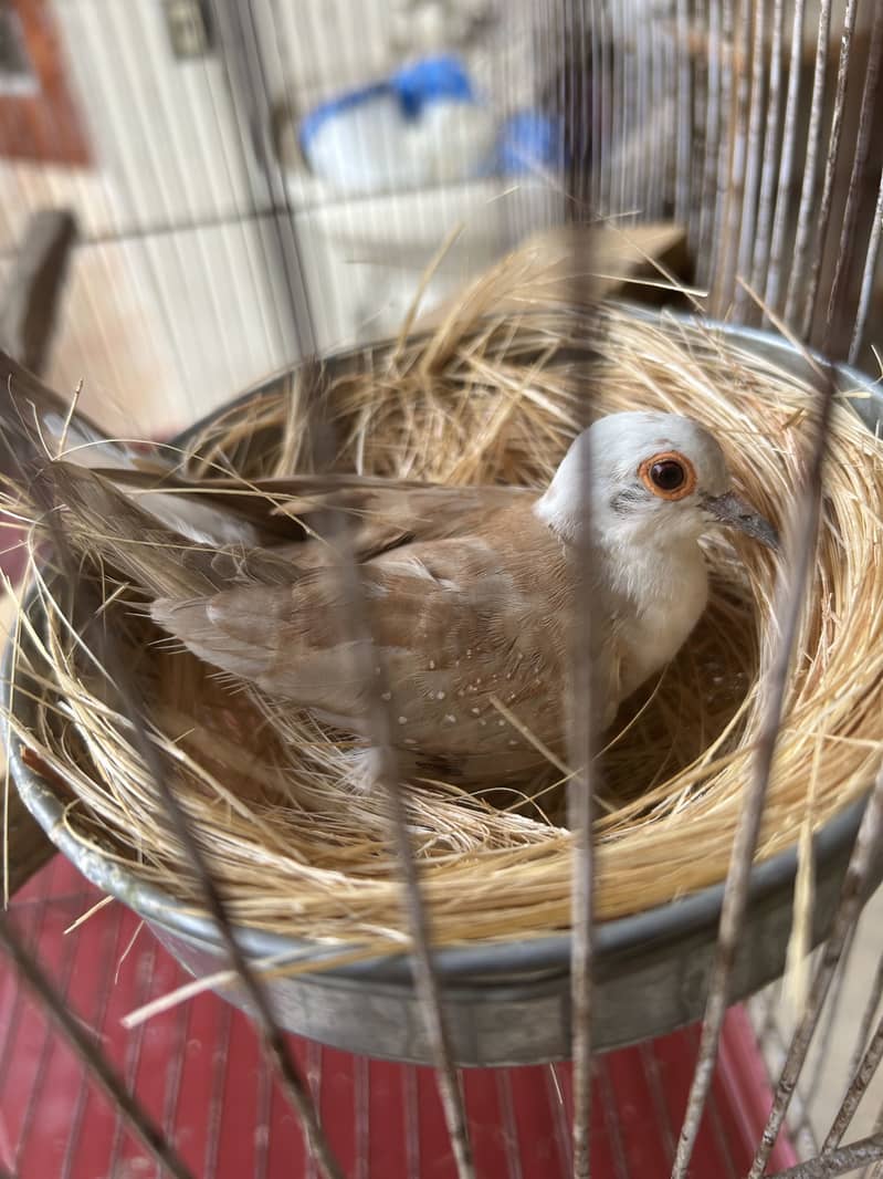 Breeder pair 2
