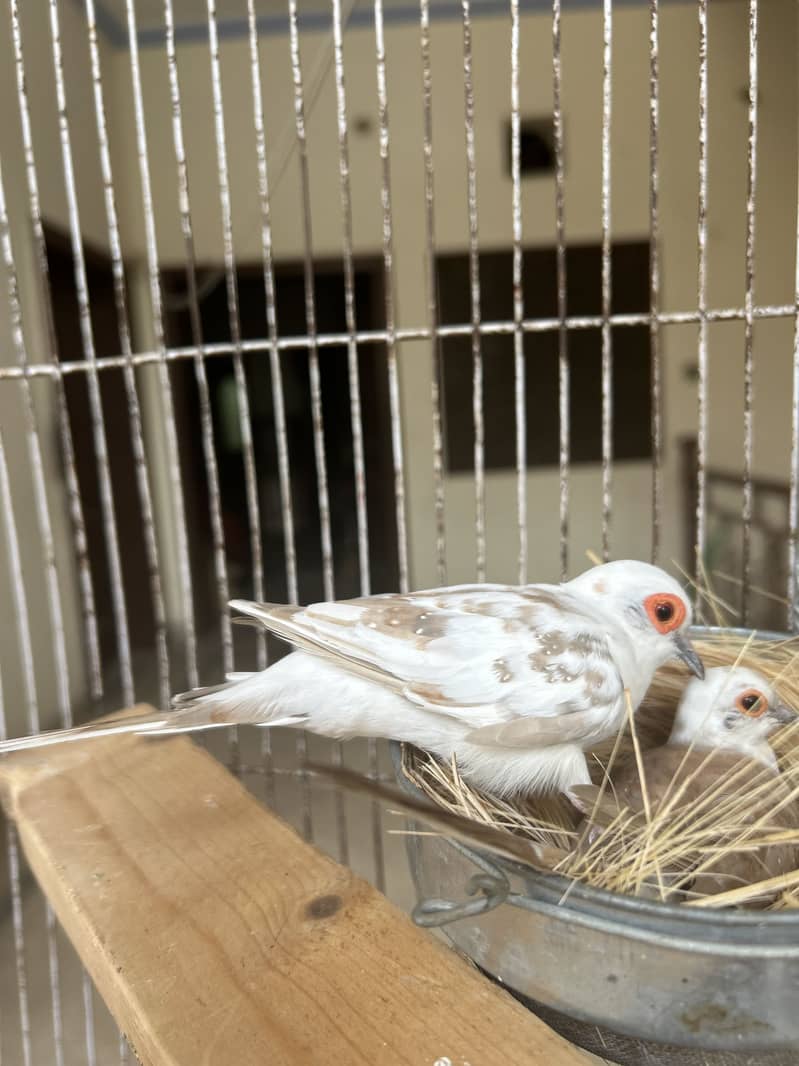 Breeder pair 3