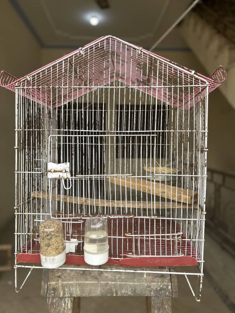Breeder pair 4