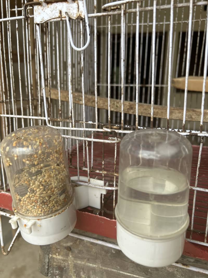 Breeder pair 5