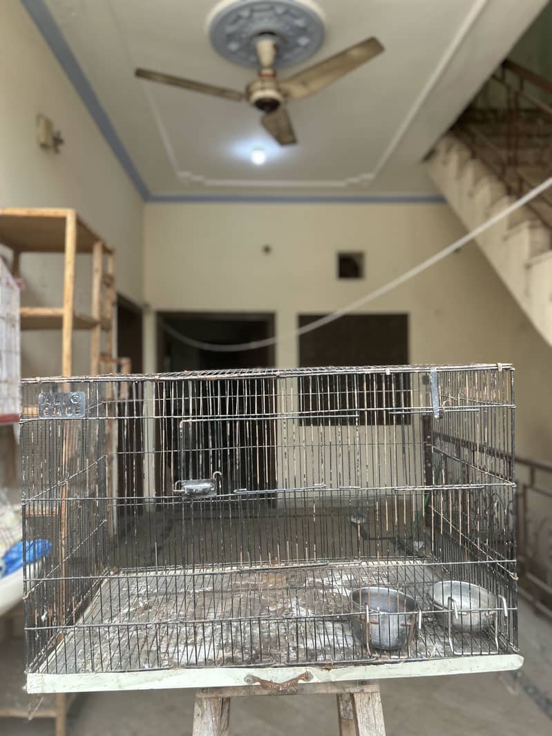 Breeder pair 8