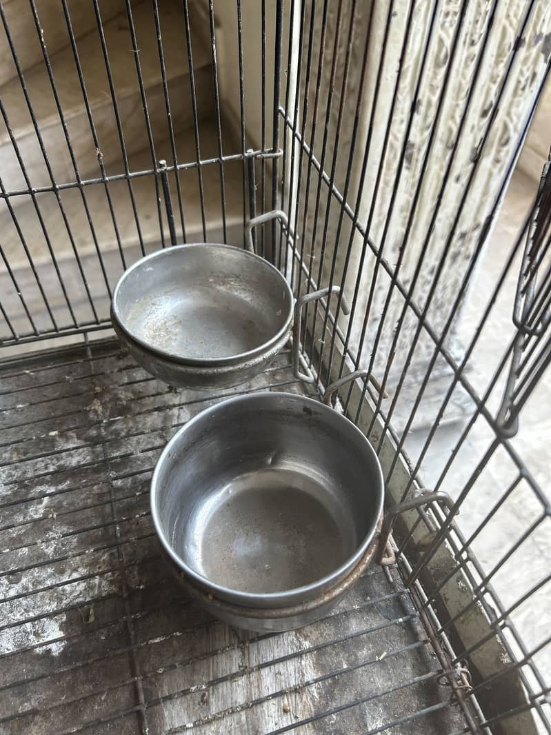 Breeder pair 9